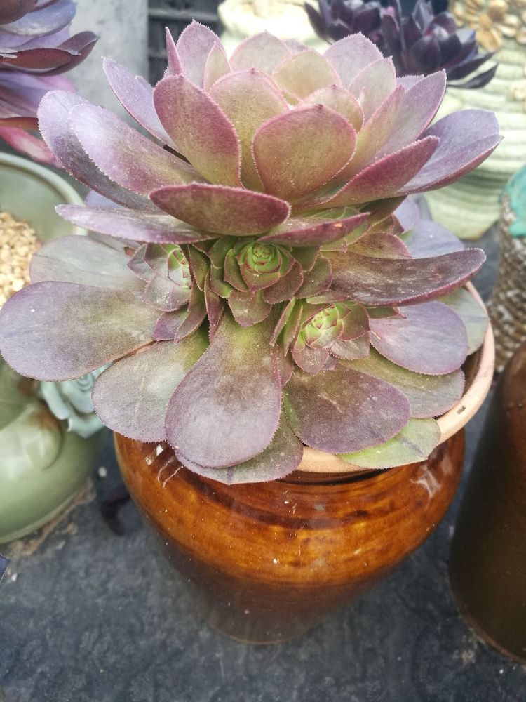 误打误撞的多肉情缘,带我走进多肉小世界!