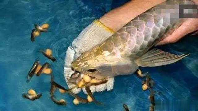 重磅|国内缸内金龙鱼繁殖重大突破,附65天跟踪记录