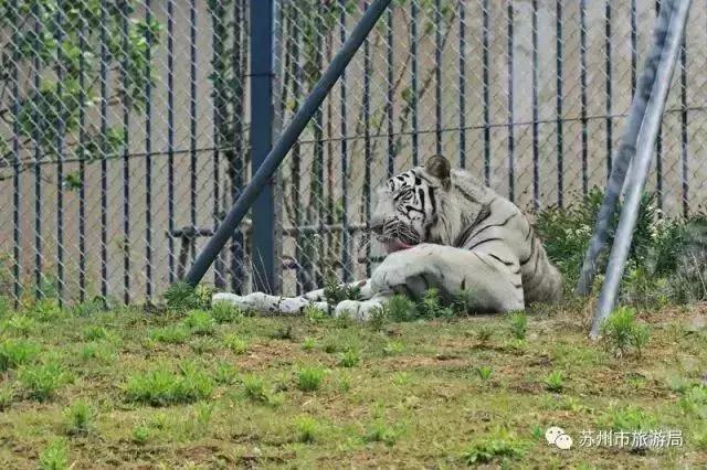 苏州亲子游玩好去处推荐,苏州周末带娃的好去处