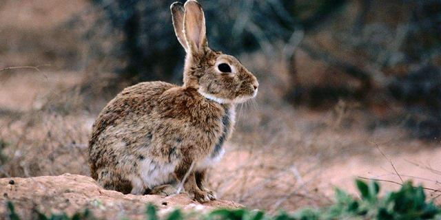 澳大利亚为什么战胜不了野兔 (中国兔子vs国外兔子)