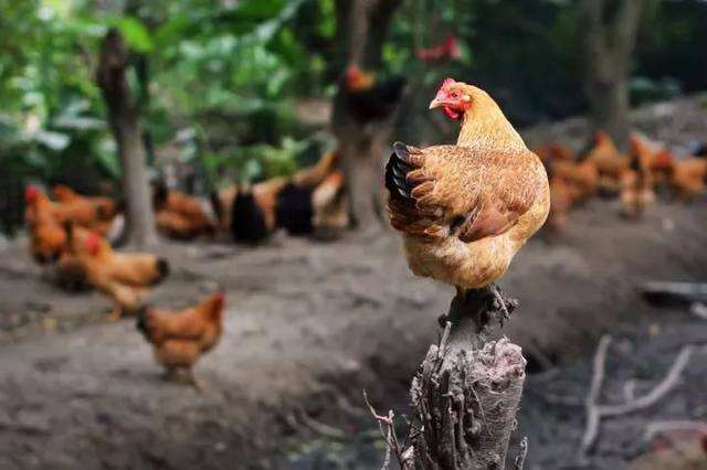 鸡传染性喉气管炎如何防治,鸡传染性喉气管炎用什么药治疗