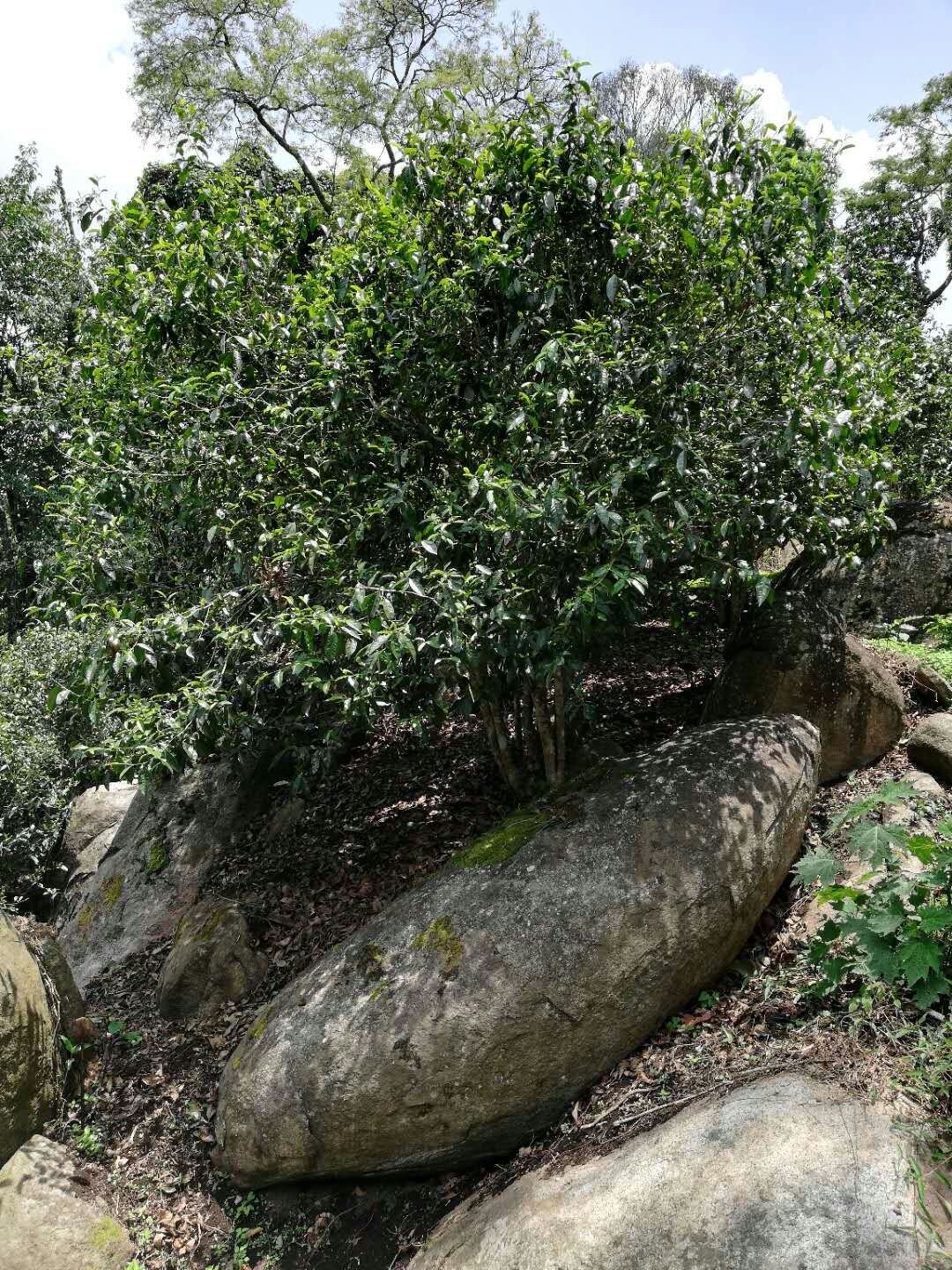 “茶出石介真仙骨”——石介茶，历代茶人墨客的极致追求