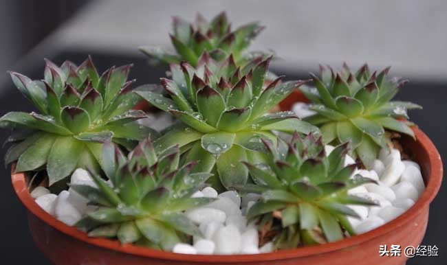 芦荟的养殖技术和管理方法,芦荟的养殖管理