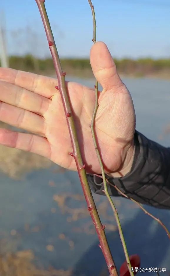 天狼推荐花墙月季品种,天狼月季罗衣花墙