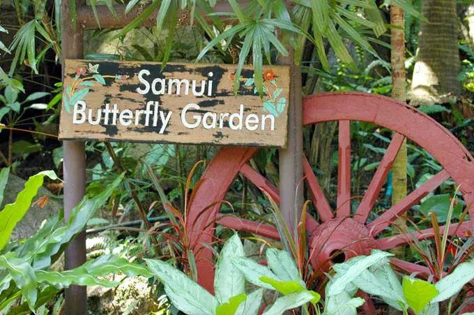 泰国苏梅岛旅游攻略天气,泰国苏梅岛旅游攻略自由行费用