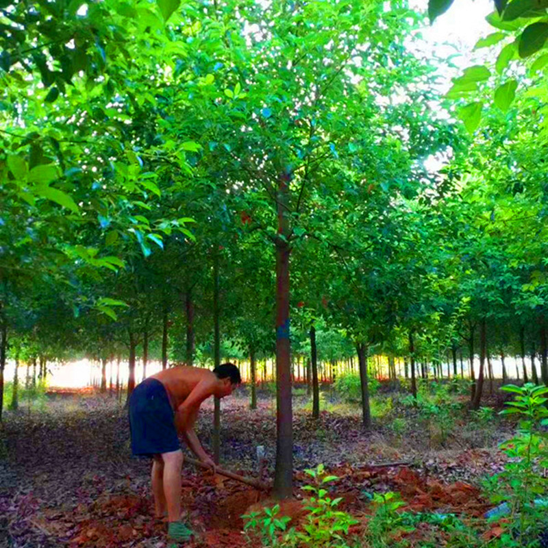 樟树食叶害虫,樟树的病虫害有哪些症状