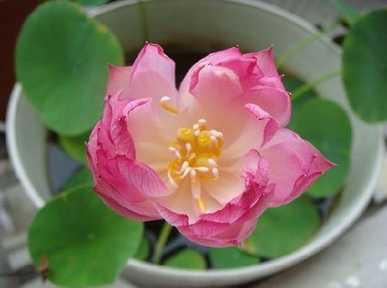 养碗莲,做到“3多”,不干叶绿油油,开花勤,3天冒一个花苞