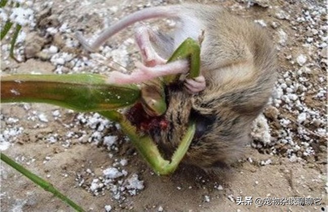 螳螂的捕食过程和残忍习性,强大的螳螂为什么要吃弱小的螳螂