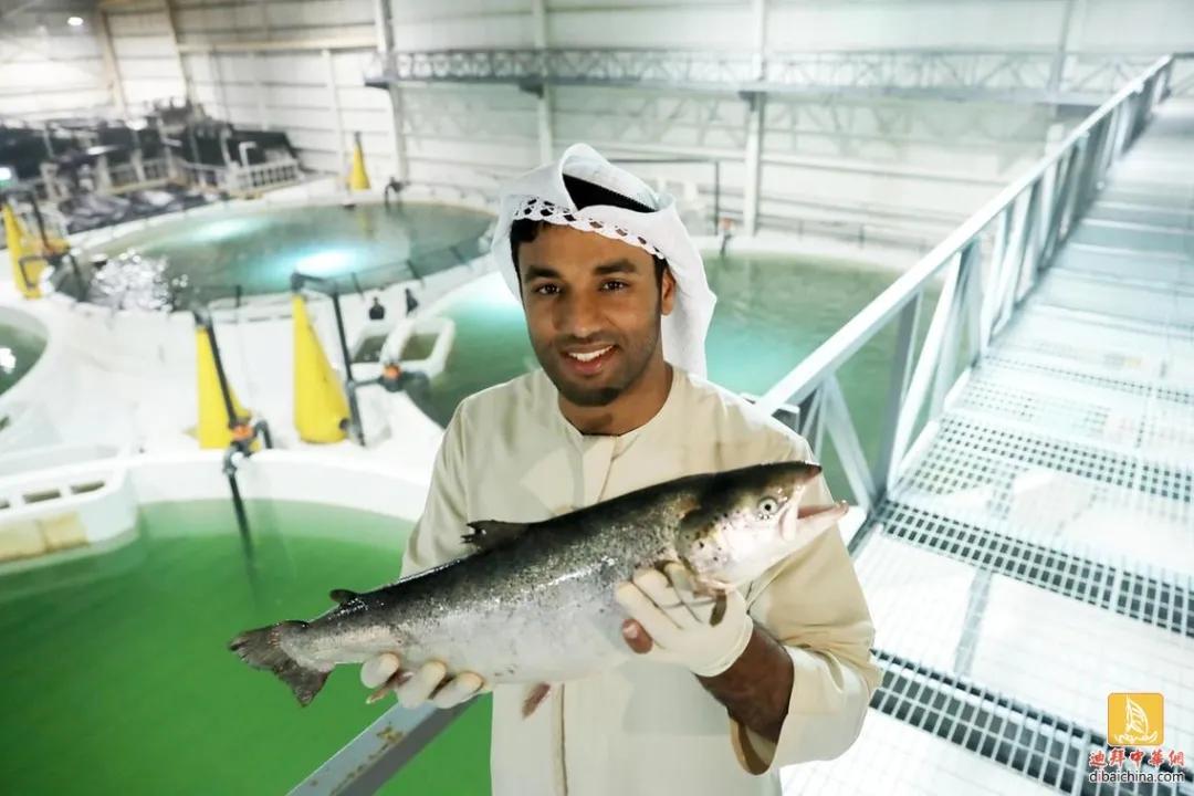 阿联酋椰枣好吃吗,阿联酋有什么特产