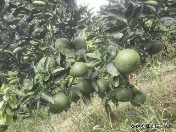 泰国红宝石青柚苗适合生长的环境,江西种植泰国红宝石青柚成功了吗
