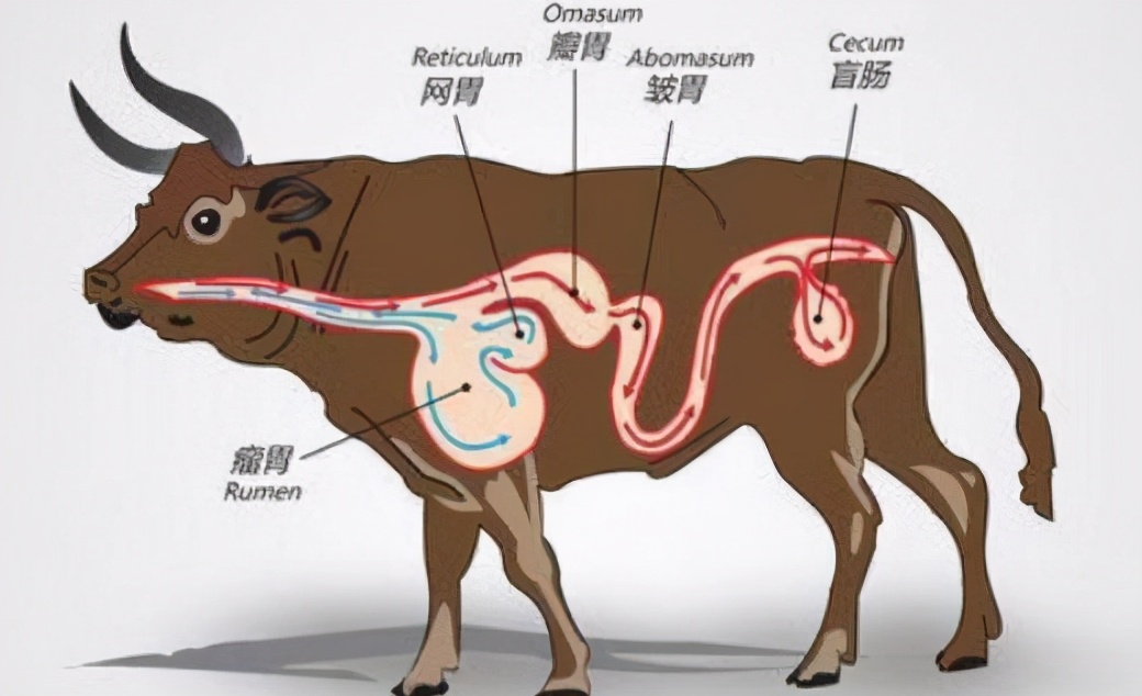 牛身上开孔什么原因,牛背上开洞牛不感染吗