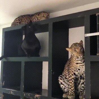 俄罗斯猫敢惹吗,俄罗斯猫有多凶猛