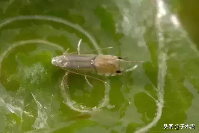 柑橘大实蝇和柑橘小实蝇常规虫害,柑橘虫害高清图谱及防治方法