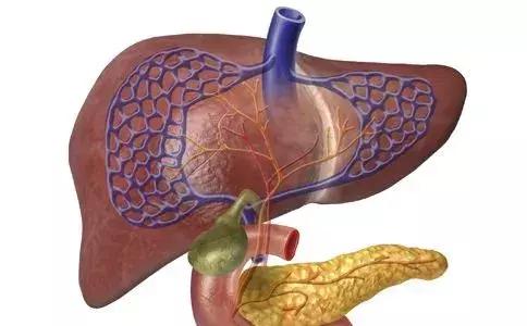 肝脏检查指标分析,肝脏检查都有哪些