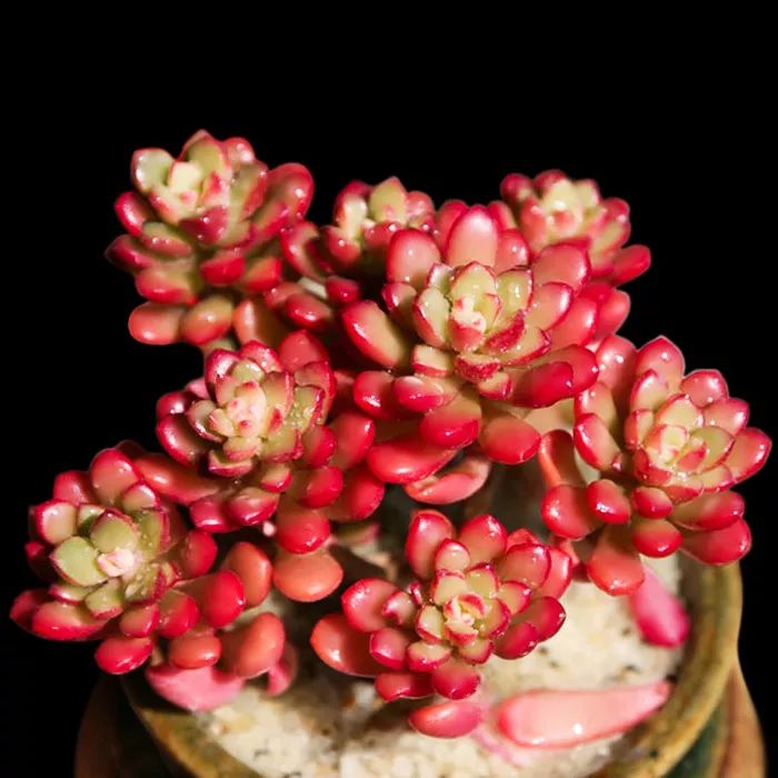 又萌又美丽好养的多肉,哪些多肉是小可爱种的