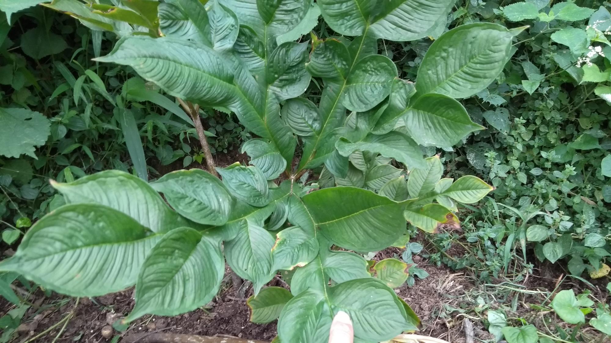 什么样的魔芋有毒,真正的魔芋有毒吗