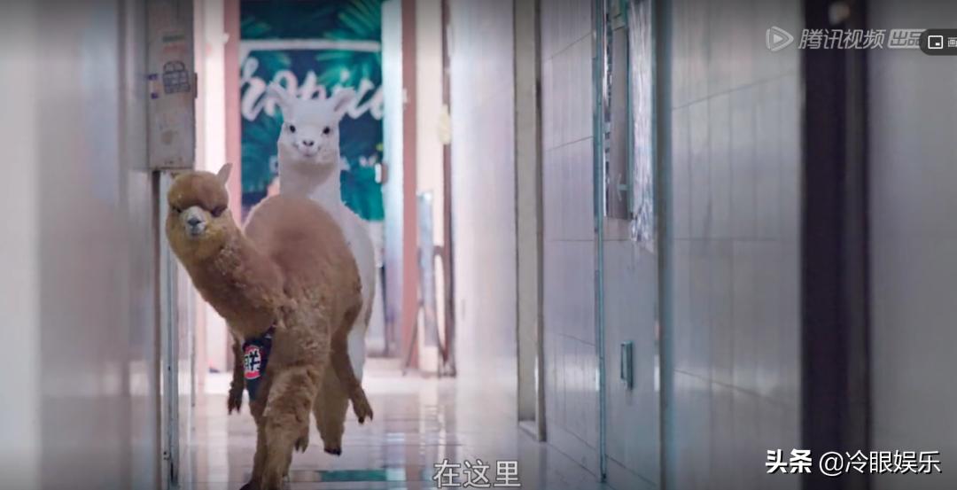 小动物永远都幸福,小动物长得最美也最可爱