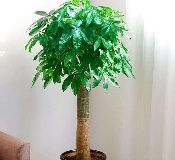 买的发财树的土很板结如何改善,发财树盆土板结怎么处理