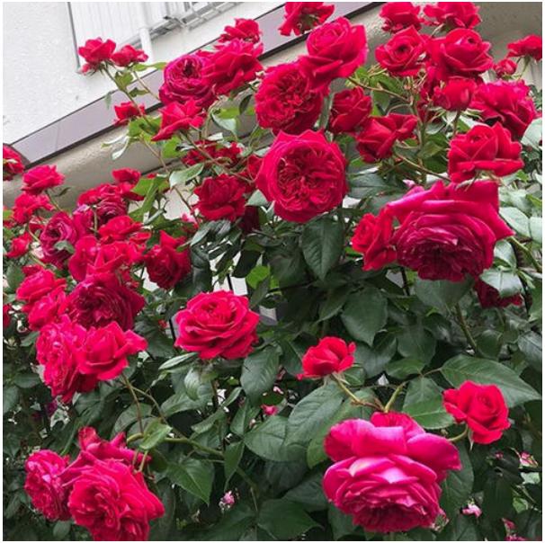 我最喜欢的植物月季花,我心目中的10强植物