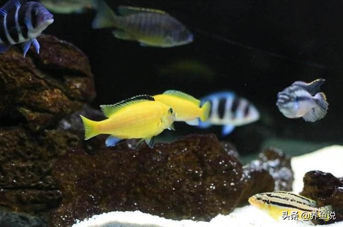 小型淡水观赏鱼怎么分公母,为什么观赏鱼大多数都是热带鱼