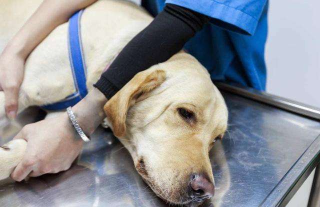 拉布拉多幼犬得了细小5天没死,得了细小狗狗临死的症状