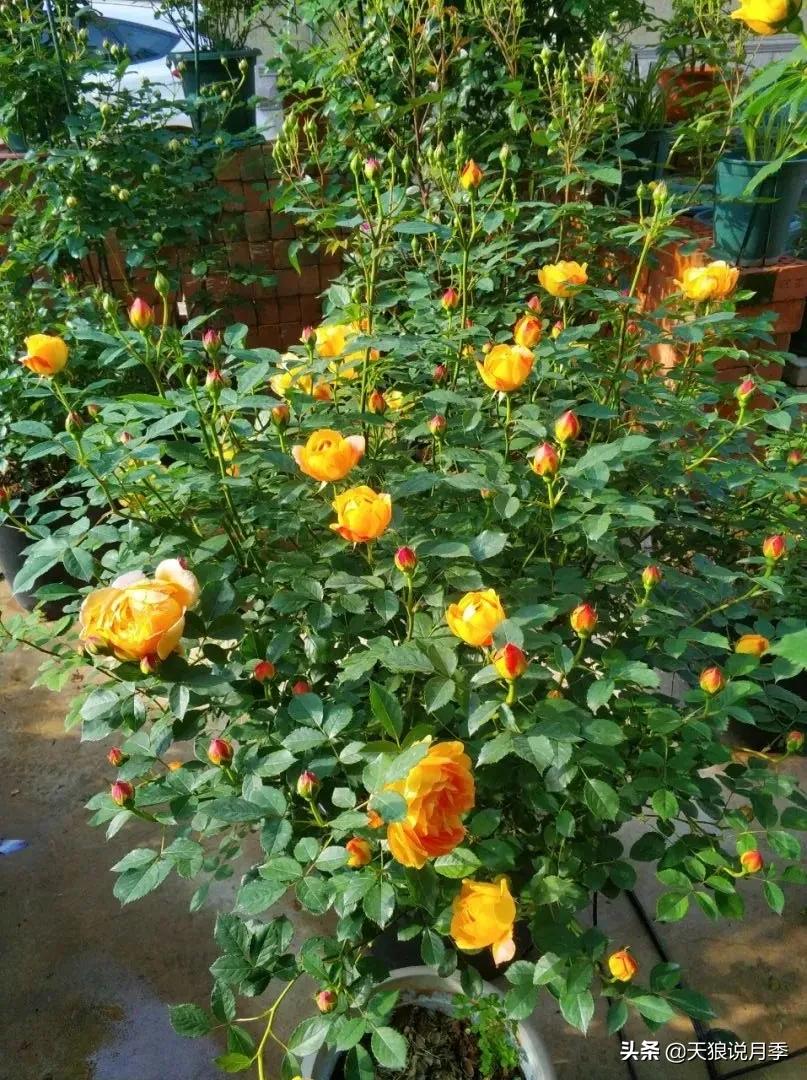 月季花是时候展现真正的技术了 (开春的第一波月季花就这么过去了)