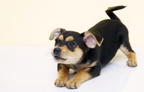 狗狗心理疾病有哪些,狗狗常见的疾病有哪些