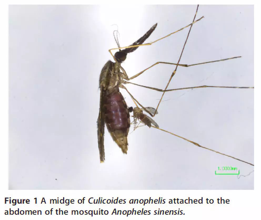 科学家拍到的罕见生物,中国发现蚊子视频