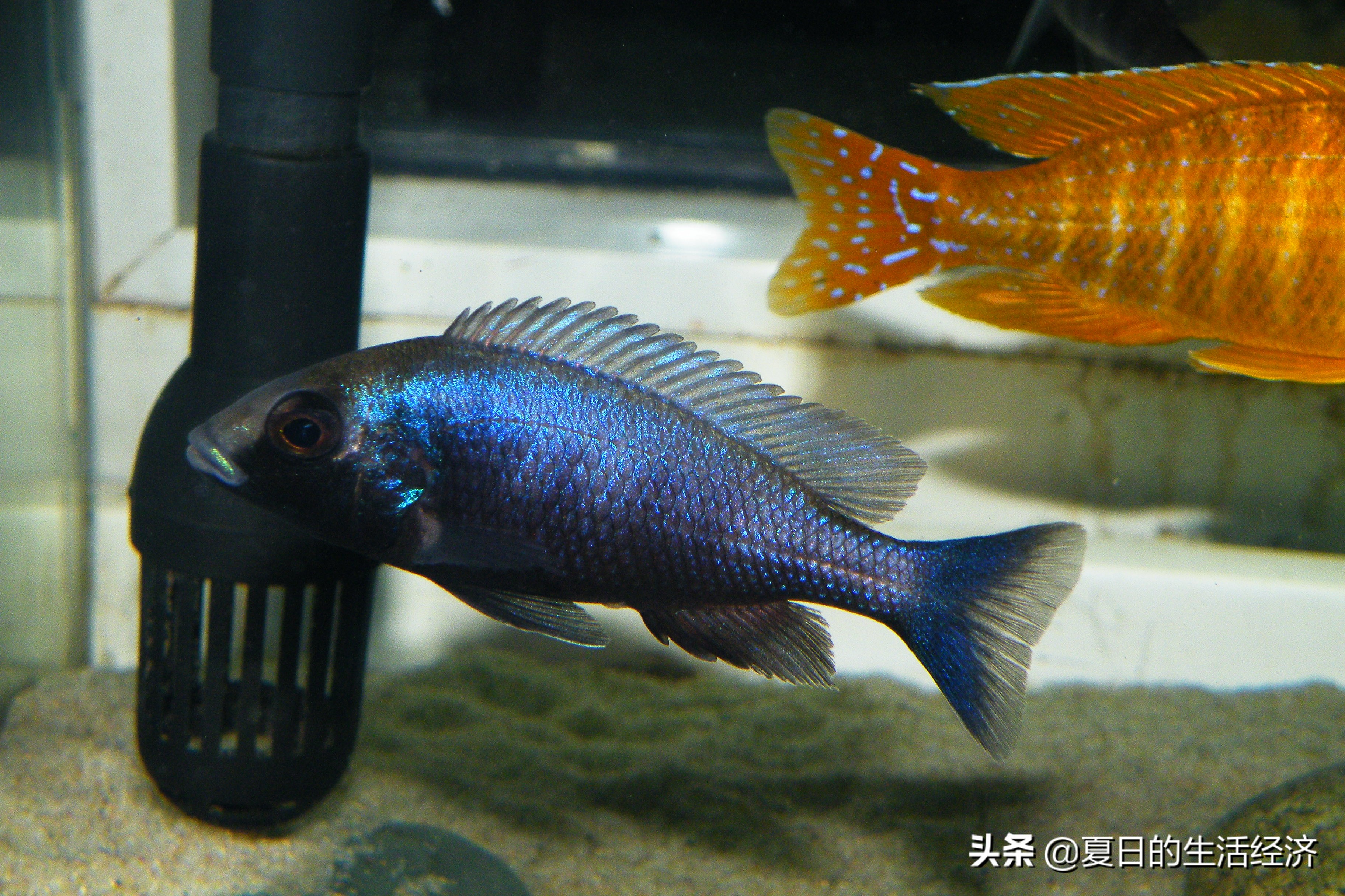 回忆三湖,三湖慈鲷纪念