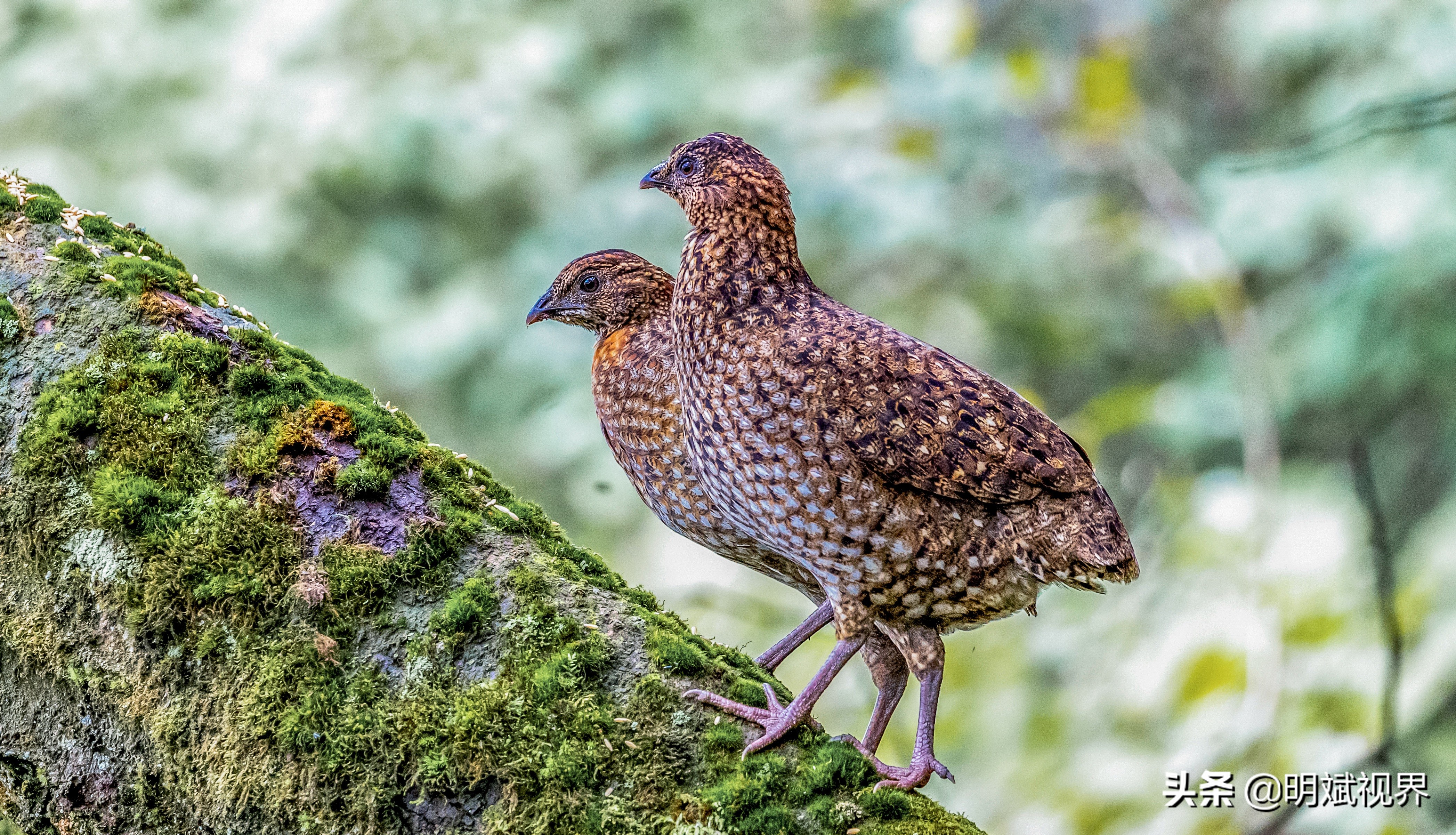 南川红腹角雉图片,重庆南川红腹角雉拍摄点