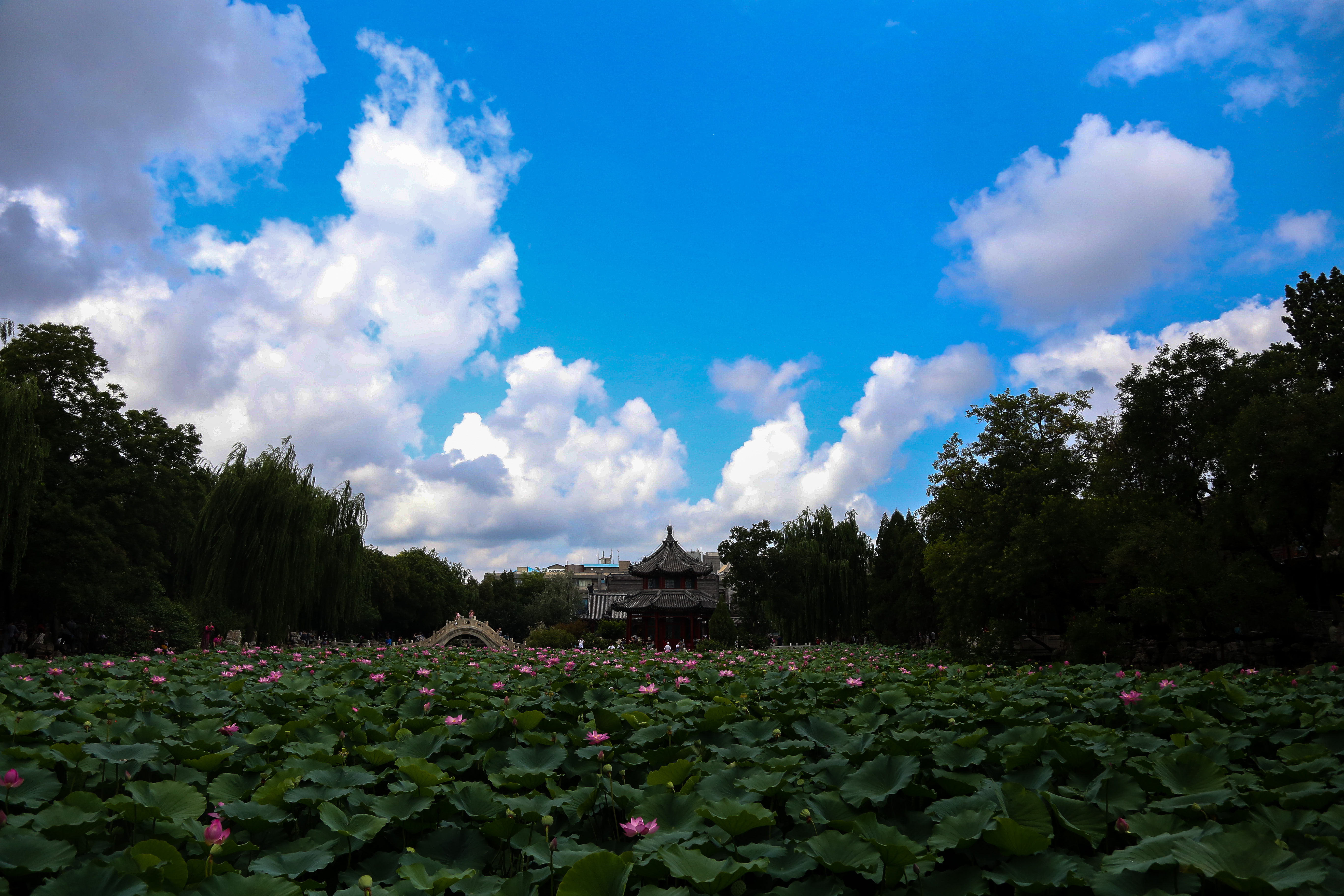 保定市古莲花池夜景,保定古莲花池美照