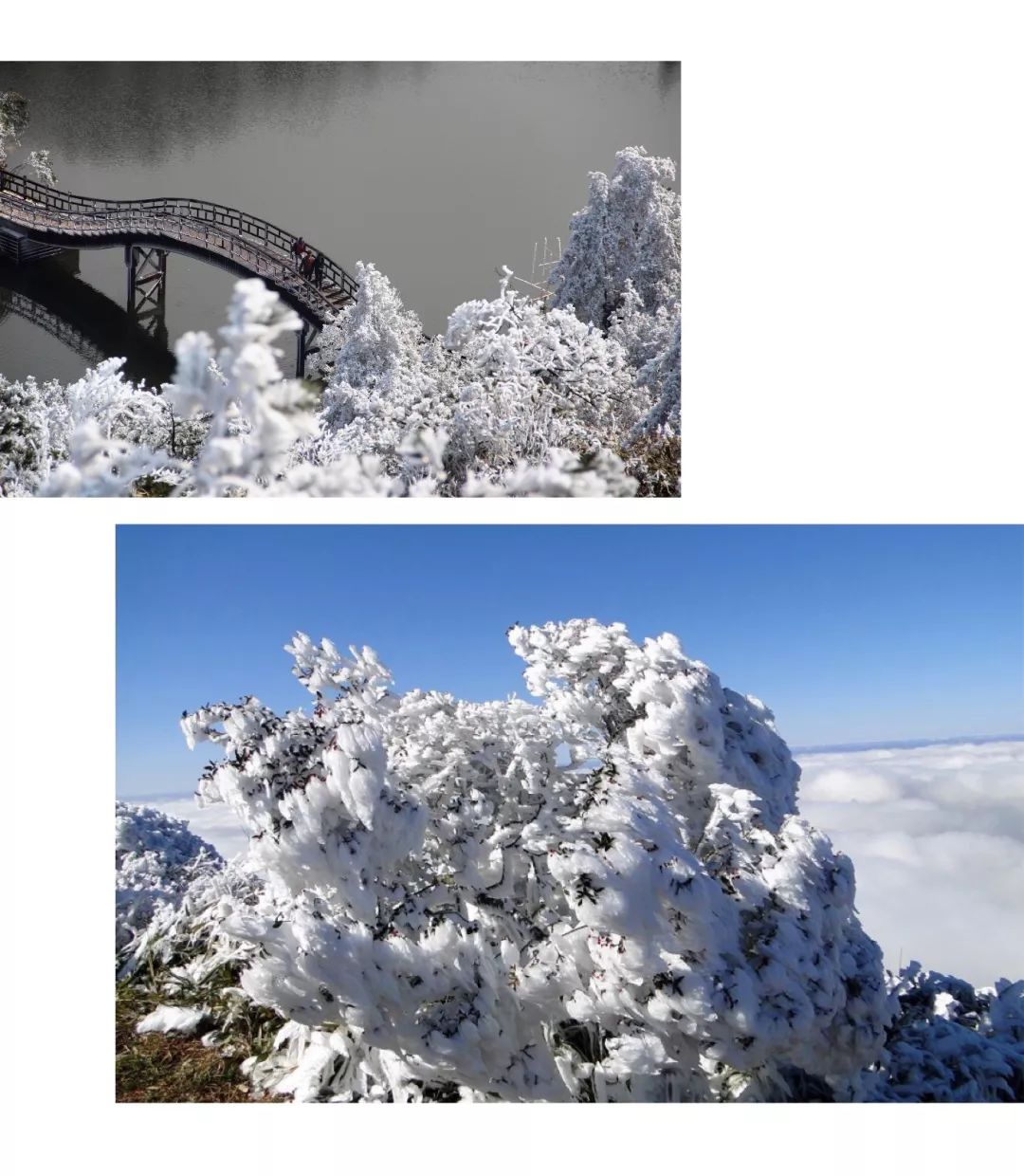 九仙山雾凇1到6度能看到吗,今天九仙山有雾凇吗