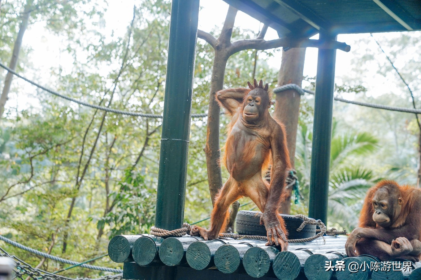 寒假广州长隆三天两夜亲子游攻略,带孩子广州长隆旅游攻略
