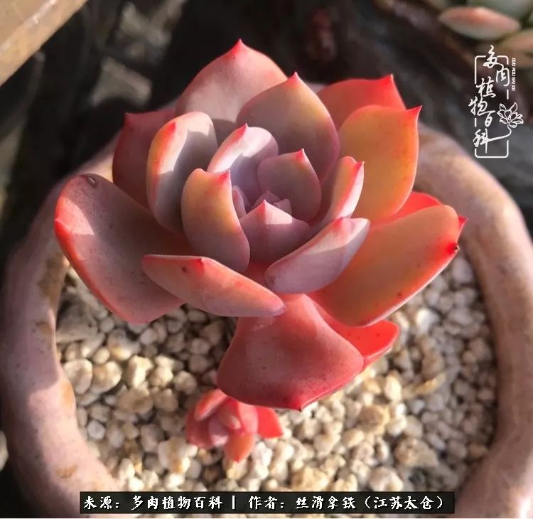 秋叶将落,秋叶即将落下你依然美丽