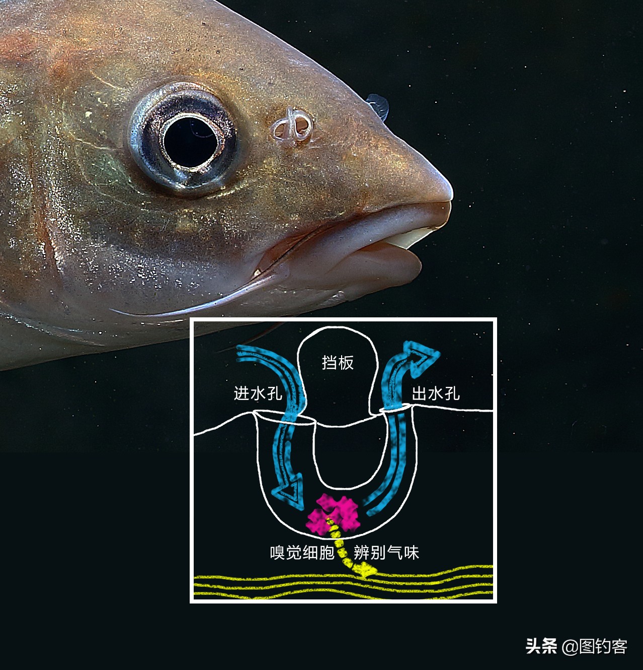 “口眼耳鼻鳃”|鱼类索饵捕食不止靠五官,还掌握生物脉冲技术