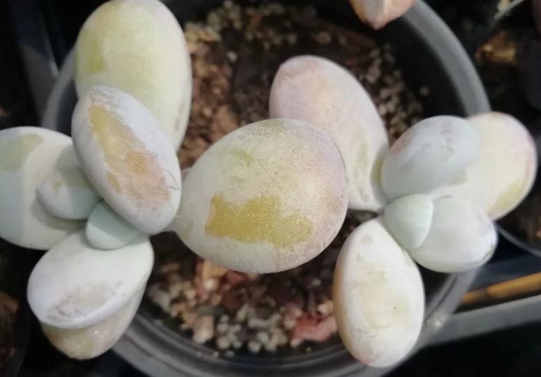 多肉养出状态来有多美？这102种多肉控养上色之后美呆了