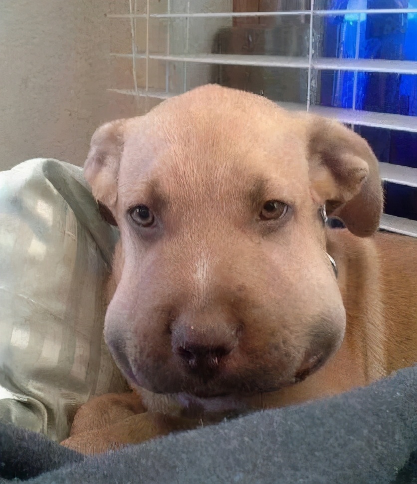 狗狗被马蜂蛰到了眼睛该怎么办,小奶狗被蜜蜂蛰了怎么办