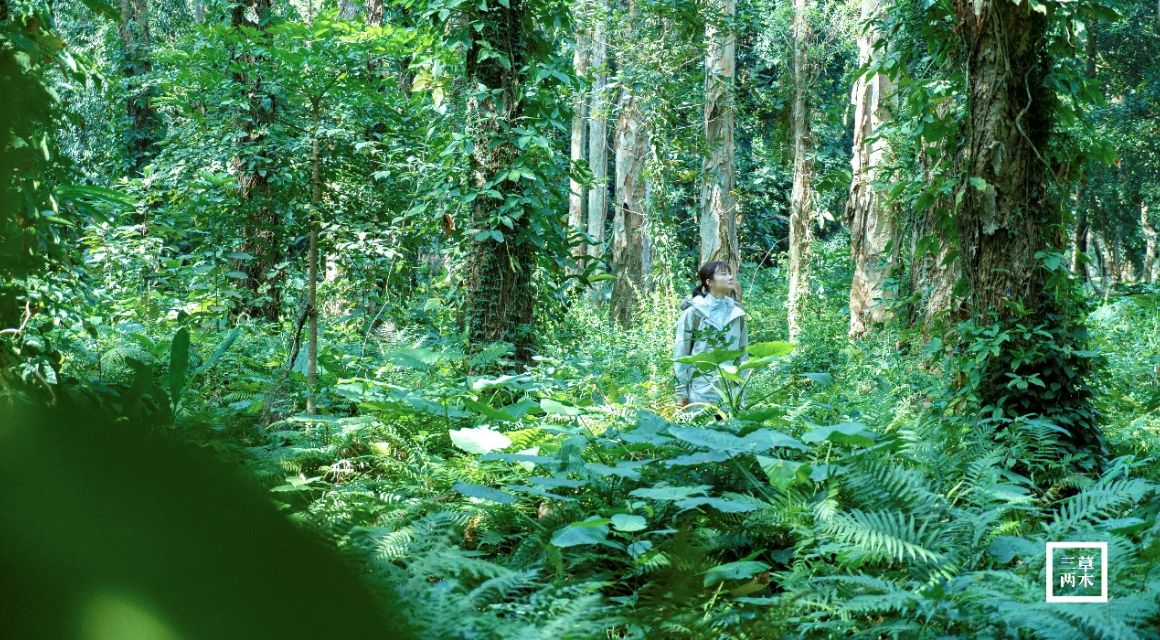 来自全国各地的三草两木,三草两木的特色是什么
