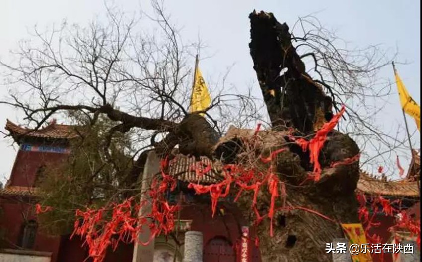 十里桃花总有一朵能够温暖你陕西华州赤水桃花节精彩抢先看