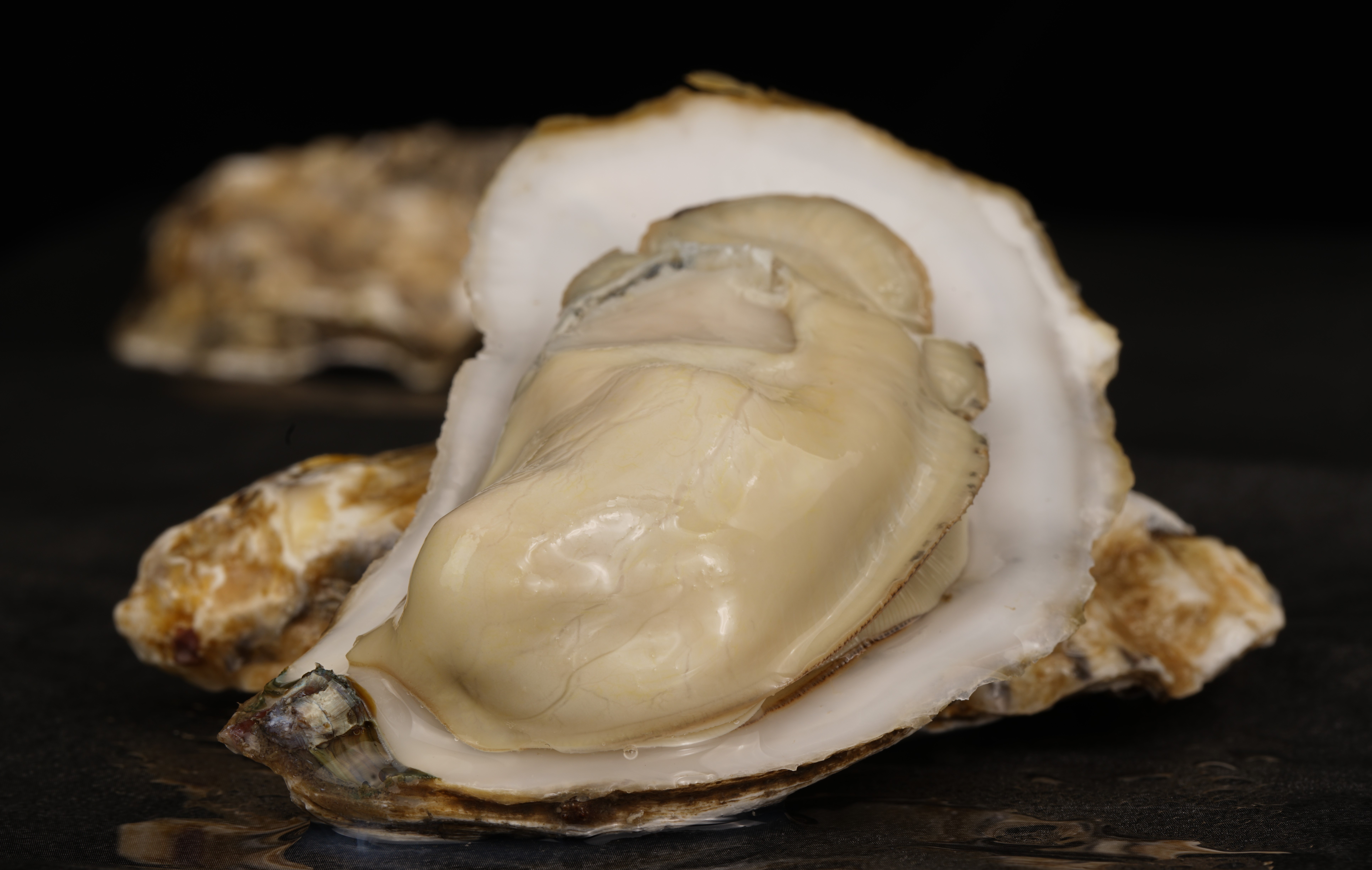 正宗乳山生蚝乳山产地直发,去乳山哪能吃到正宗乳山生蚝