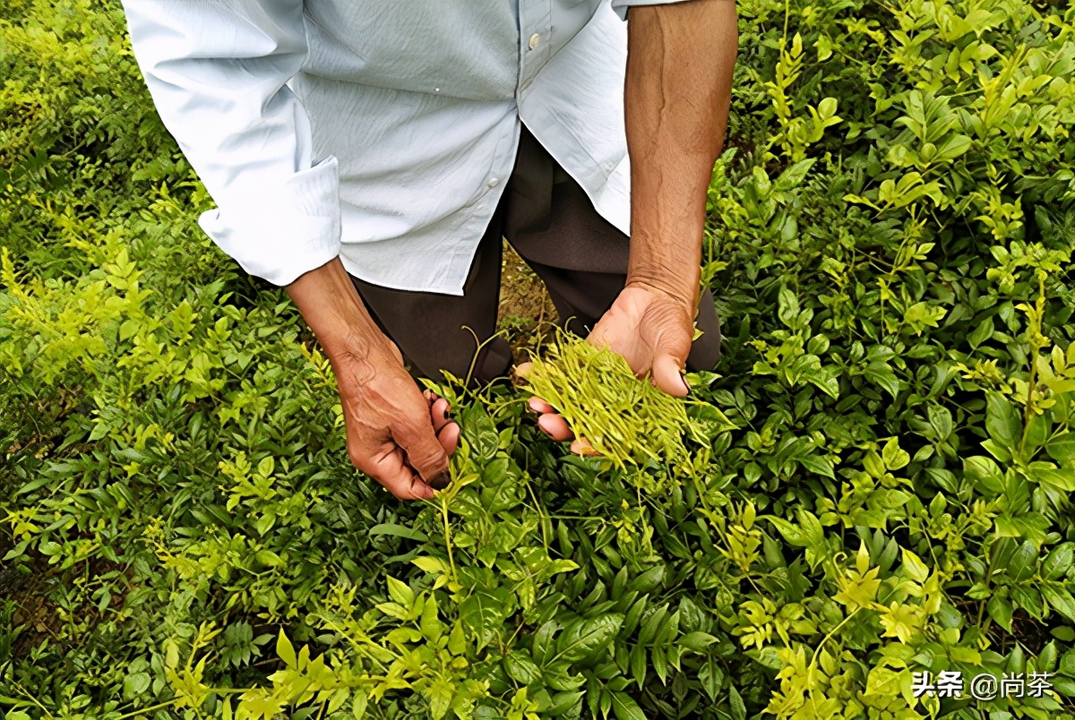 龙须茶大名叫什么茶好听,龙须茶是什么茶种