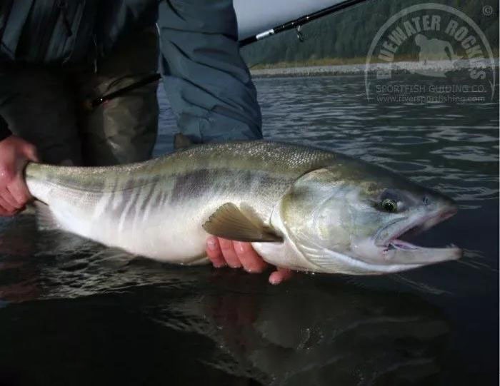 科普中国三文鱼,智利三文鱼