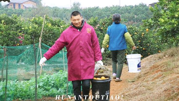 超爽福利暴击！高山神秘“金疙瘩”,甜蜜你的冬天