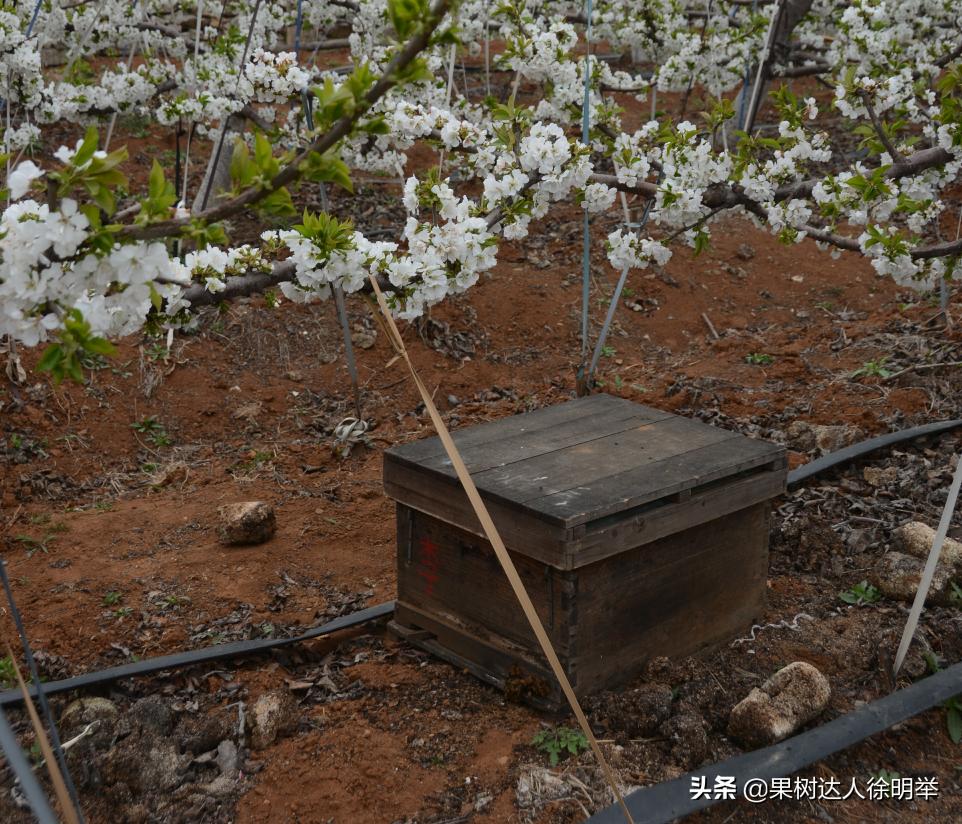 大樱桃全年管理主要防治病虫害,大樱桃开春管理