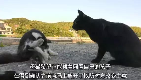 9.1分的大片，揭示了萌宠们的世界