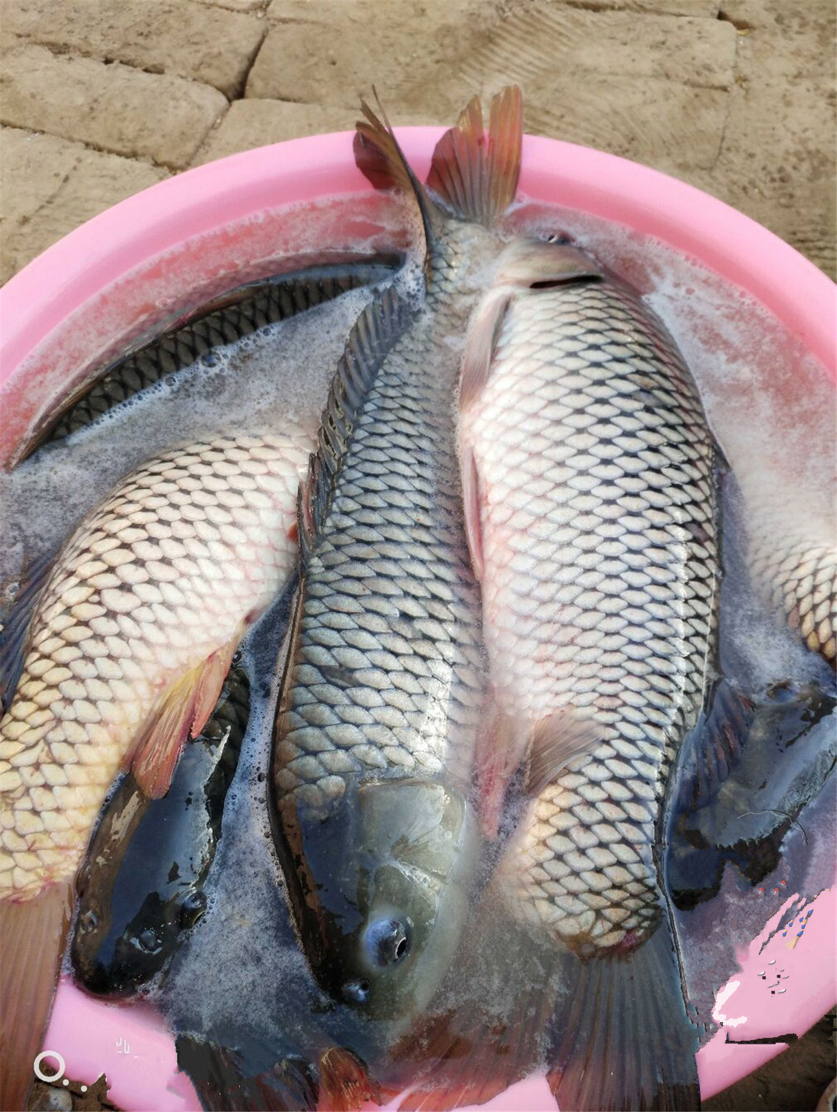 冬季野钓鲫鱼用什么味的窝料好,冬季野钓最好用的窝料官方正品
