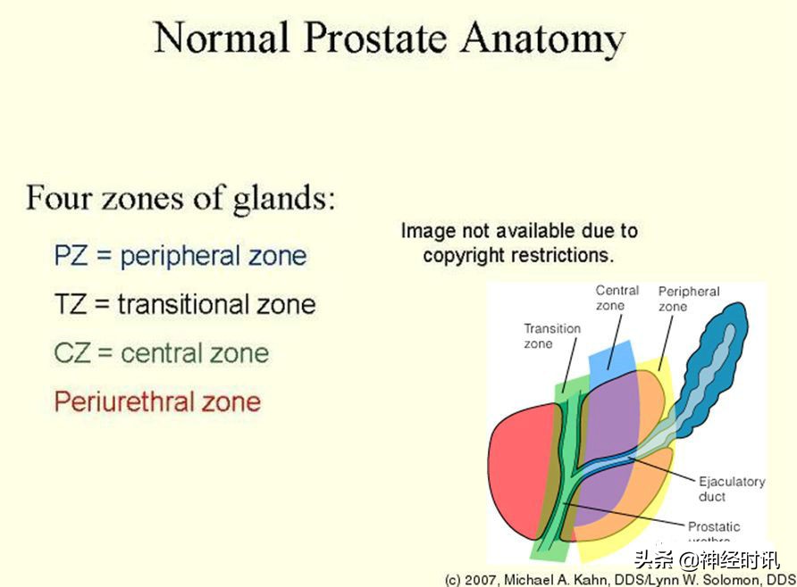 肾脏输尿管膀胱前列腺结构,肾输尿管膀胱解剖示意图