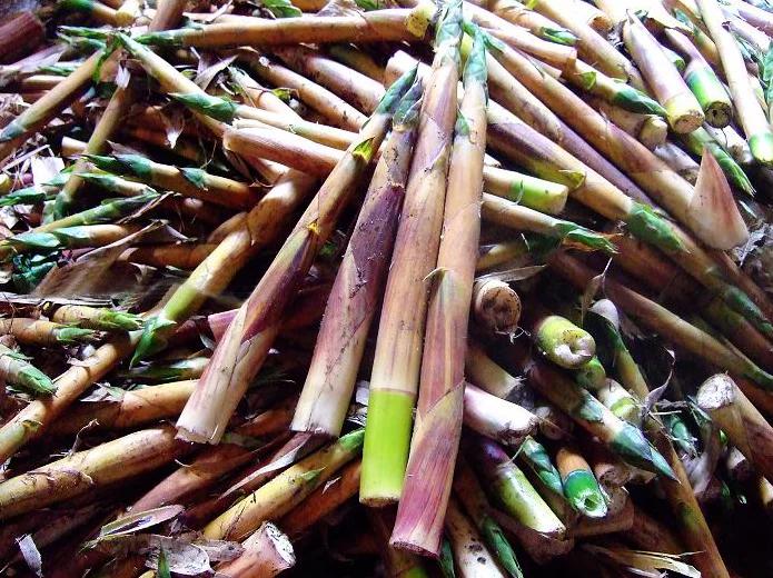 晒的小笋干,怎样晒笋干的做法大全