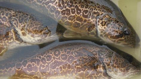 最畅销的淡水鱼排行榜,实惠口感不错的淡水鱼