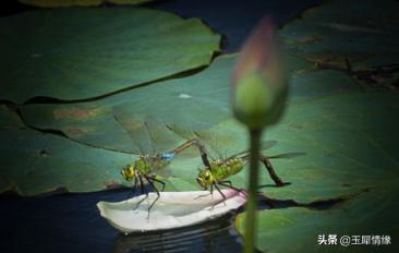 椋庤嵎鑺辫,椋庤嵎鐩告亱